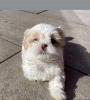 Photo №3. Shih Tzu. USA