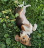 Photo №4. Je vais vendre beagle en ville de Братислава. annonce privée - prix - négocié
