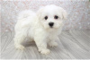 Photo №1. bichon maltais - à vendre en ville de Berlin | négocié | Annonce №115862