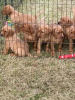 Photo №4. Je vais vendre labrador retriever en ville de Houston. annonce privée, de la fourrière, de l'abri, éleveur - prix - 663€