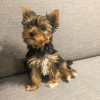 Photo №2 de l'annonce № 127444 de la vente yorkshire terrier - acheter à La Lettonie annonce privée