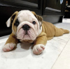 Photo №1. bulldog anglais - à vendre en ville de Burgas | négocié | Annonce №104720