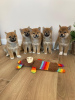 Photo №1. shiba - à vendre en ville de Southend-on-Sea | 540€ | Annonce №116160