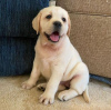 Photo №1. golden retriever - à vendre en ville de Boden | 265€ | Annonce №123331