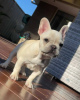 Photo №1. bouledogue - à vendre en ville de Günzburg | 1000€ | Annonce №110342