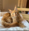 Photo №1. maine coon - à vendre en ville de Houston | Gratuit | Annonce № 114546