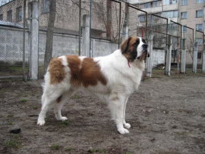 Photo №2 de l'annonce № 541 de la vente chien de garde de moscou - acheter à Ukraine éleveur