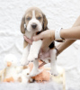 Photo №2 de l'annonce № 99469 de la vente beagle - acheter à Allemagne annonce privée, de la fourrière, de l'abri