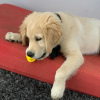 Photo №1. golden retriever - à vendre en ville de Оденсе | Gratuit | Annonce №84809