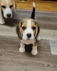 Photo №4. Je vais vendre beagle en ville de Cologne. annonce privée - prix - 360€