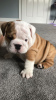 Photo №1. bulldog anglais - à vendre en ville de Нюборг | 380€ | Annonce №111575