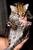 Photos supplémentaires: des chatons Caracal serval et F1 Savannah disponible