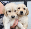 Photo №1. golden retriever - à vendre en ville de Giessen | 400€ | Annonce №90613