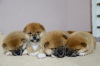 Photo №1. shiba - à vendre en ville de Minsk | négocié | Annonce №124604