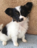 Photo №3. Chiots Papillon mignons avec pedigree pour adoption. Pays Bas