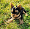 Photo №1. yorkshire terrier - à vendre en ville de Bielefeld | 265€ | Annonce №119347