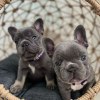 Photo №2 de l'annonce № 93017 de la vente bouledogue - acheter à Suède annonce privée