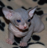 Photo №1. sphynx - à vendre en ville de Berlin | 142€ | Annonce № 97590