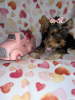 Photo №3. Pur Yorkshire Terrier. Allemagne