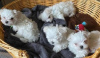 Photo №1. bichon maltais - à vendre en ville de Paris | négocié | Annonce №40421