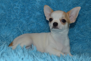 Photo №4. Je vais vendre chihuahua en ville de Златоуст. éleveur - prix - 582€