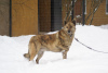 Photo №2 de l'annonce № 91908 de la vente chien bâtard - acheter à Fédération de Russie annonce privée