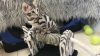 Photo №3. Chatons Bengal Pedigree disponibles maintenant. Allemagne