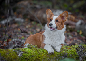 Photo №4. Je vais vendre welsh corgi en ville de Korolev. éleveur - prix - 859€