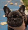 Photos supplémentaires: Bouledogue français (RKF / FCI) - tigre inversé pour le spectacle