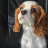 Photo №3. Magnifiques chiots cavaliers. Norvège