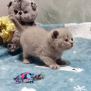 Photo №1. british shorthair - à vendre en ville de Saint-Pétersbourg | 217€ | Annonce № 5017