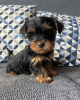 Photo №4. Je vais vendre yorkshire terrier en ville de Berlin. annonce privée - prix - 3€