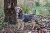 Photos supplémentaires: Chiots border-terrier