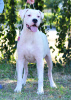 Photo №3. Une chienne adulte de Great Dane argentin à vendre. Ukraine