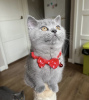 Photo №2 de l'annonce № 108929 de la vente british shorthair - acheter à Allemagne annonce privée