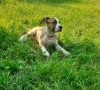 Photo №1. american staffordshire terrier - à vendre en ville de Oboukhov | 946€ | Annonce №57547