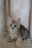 Photo №4. Je vais vendre bobtail des kouriles en ville de Copenhague. de la fourrière, éleveur - prix - 568€