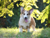 Photo №3. Joli chiot corgi gallois - bobtail. Ukraine