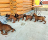 Photo №2 de l'annonce № 10171 de la vente chien de recherche au sang de la montagne bavaroise - acheter à Biélorussie de la fourrière