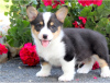 Photo №2 de l'annonce № 124797 de la vente welsh corgi - acheter à L'Autriche 