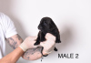 Photo №3. Chiots Micro American Bully de poche. Serbie