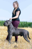 Photo №2 de l'annonce № 91607 de la vente cane corso - acheter à Serbie 
