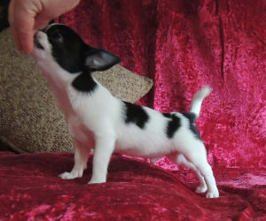 Photos supplémentaires: Nous proposons à la vente des chiots Chihuahua aux cheveux courts