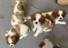 Photo №1. cavalier king charles spaniel - à vendre en ville de Tampa | 379€ | Annonce №102271