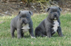 Photo №1. staffordshire bull terrier - à vendre en ville de Chisinau | négocié | Annonce №124370