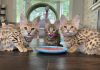 Photo №3. Красивые котята Serval et F1 Savannah доступны для покупки. La Lettonie