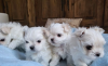 Photo №4. Je vais vendre bichon maltais en ville de Simpsonville.  - prix - 284€