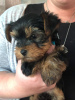 Photo №4. Je vais vendre yorkshire terrier en ville de Quickborn. annonce privée, éleveur - prix - 380€