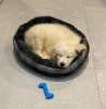 Photo №3. Chiot golden retriever de 2 mois. Pologne