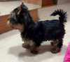 Photo №1. yorkshire terrier - à vendre en ville de Turku | Gratuit | Annonce №93048